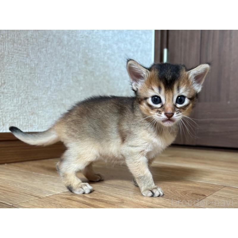 販売中の千葉県のソマリ-124797の4枚目